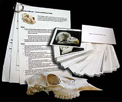 Photo of laminated cards showing animal skulls and a teacher's guide.